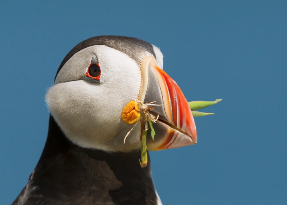 Close-up Of Atlantic Puffin with Nesting Material in its beak