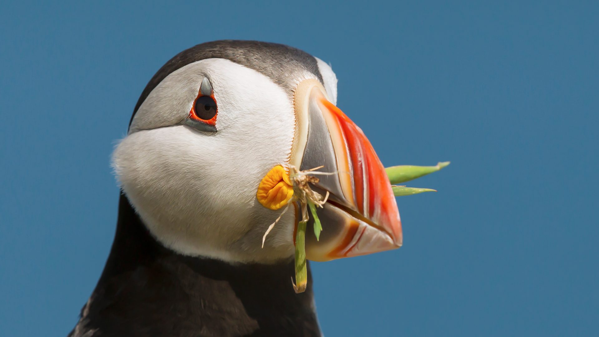 Close-up Of Atlantic Puffin with Nesting Material in its beak